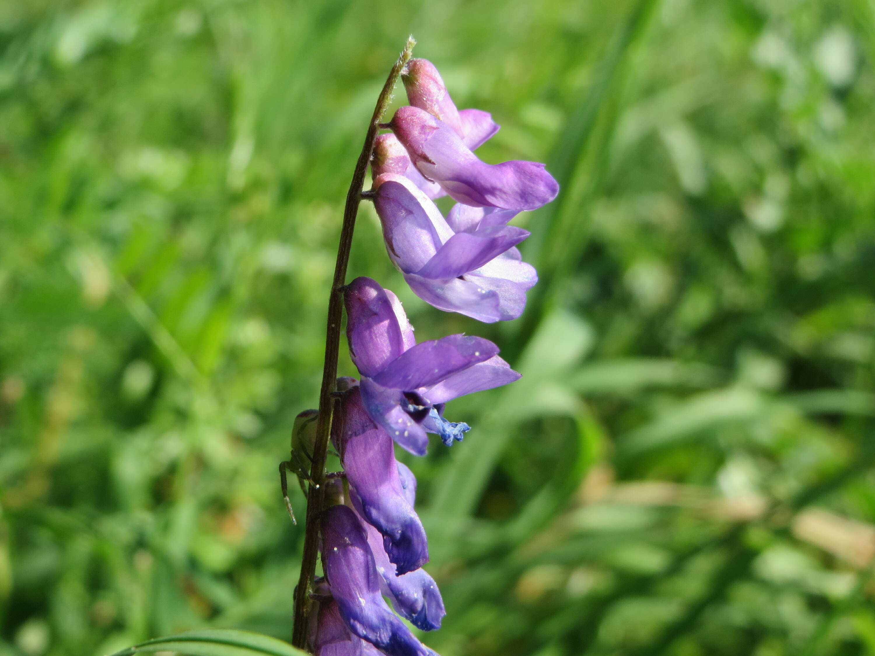 Image of bird vetch