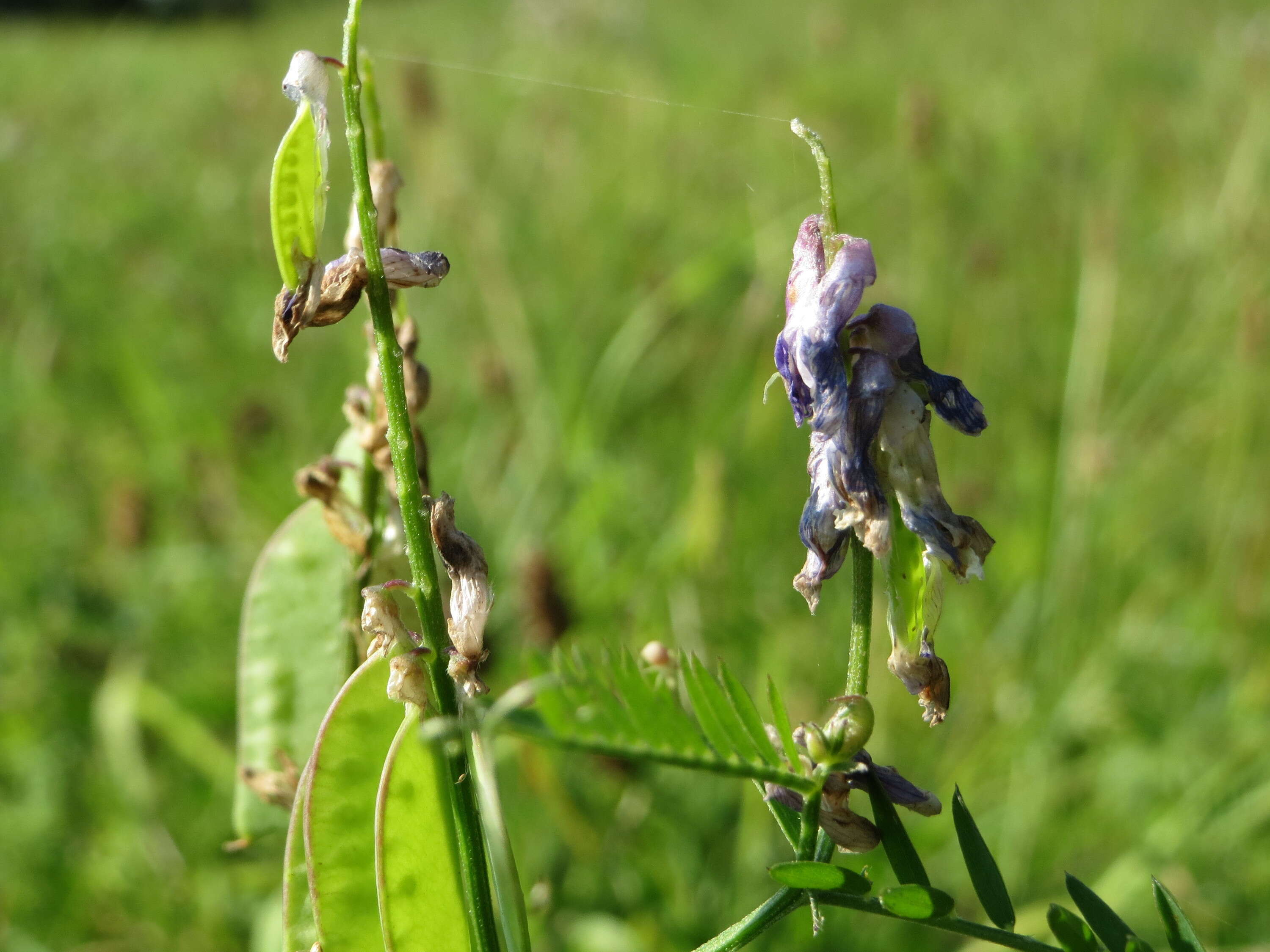 Image of bird vetch