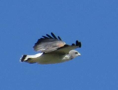 Geranoaetus albicaudatus (Vieillot 1816) resmi