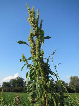 Image of redroot amaranth