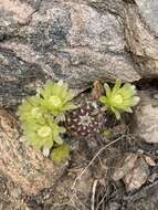 Image de Echinocereus viridiflorus subsp. viridiflorus