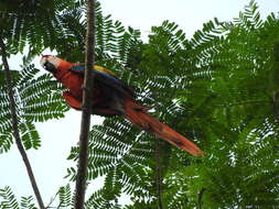 Image of Scarlet Macaw