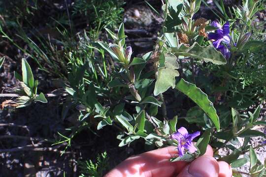 Plancia ëd Dyschoriste humilis Lindau