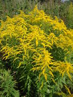 Solidago canadensis L. resmi