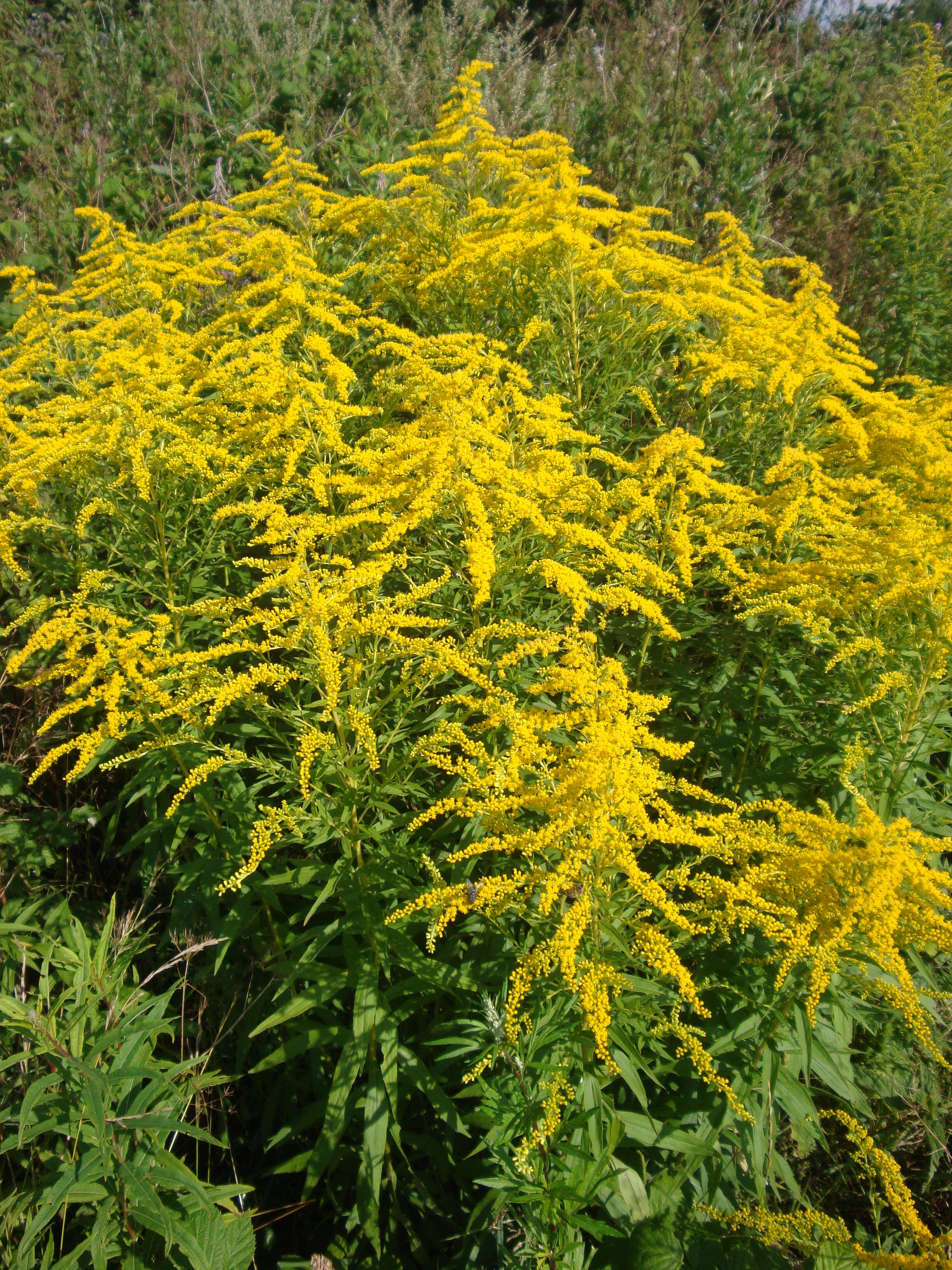 Solidago canadensis L. resmi