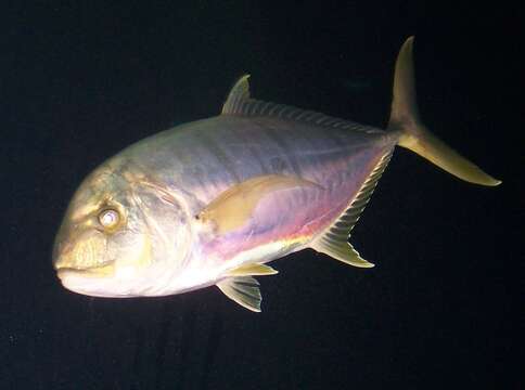 Image of Orange spotted trevally