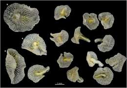 Слика од Dendrogramma Just, Kristensen & Olesen 2014