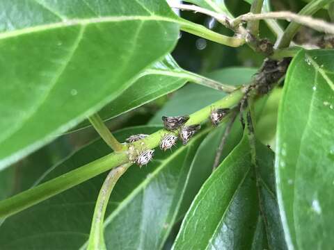 Image of Lantana Treehopper