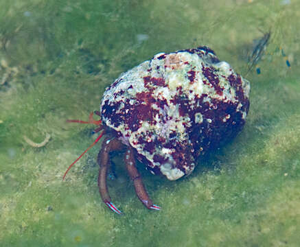 Image of Mediterranean intertidal hermit crab