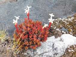 Image of Crassula obtusa Haw.