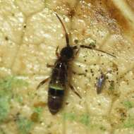 Image of hairy-back girdled springtail