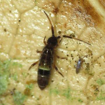 Image of hairy-back girdled springtail