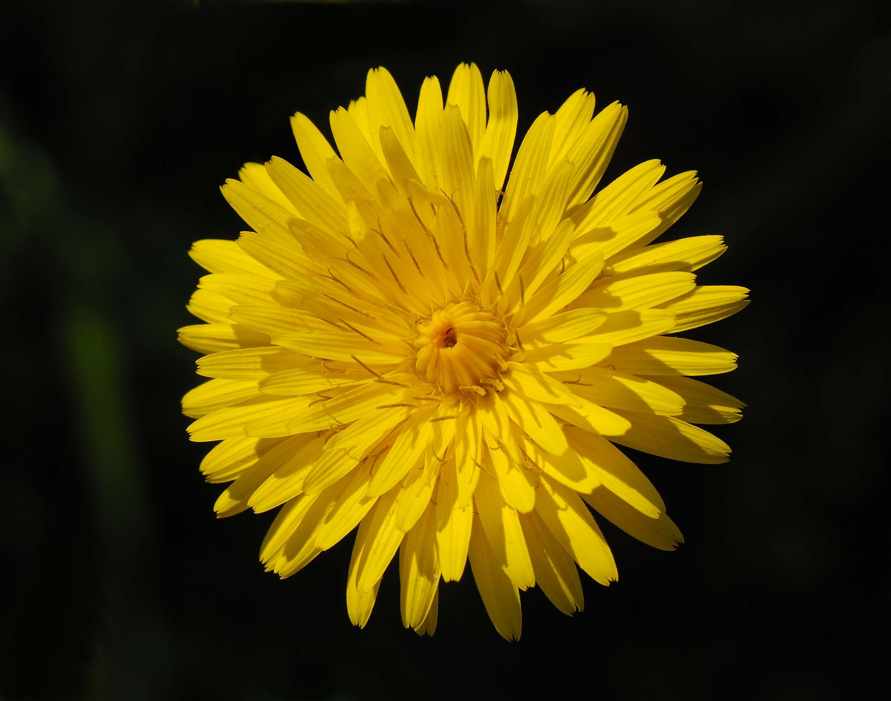 Image of common hawkweed