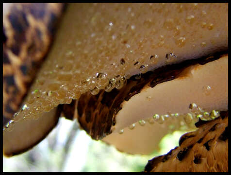 Image of dryad's saddle