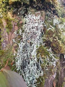 Image of duplicate tube lichen