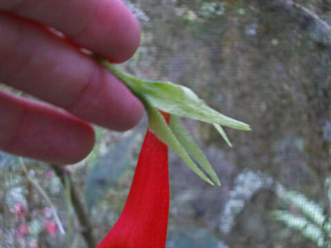 Image of Nematanthus crassifolius (Schott) Wiehler