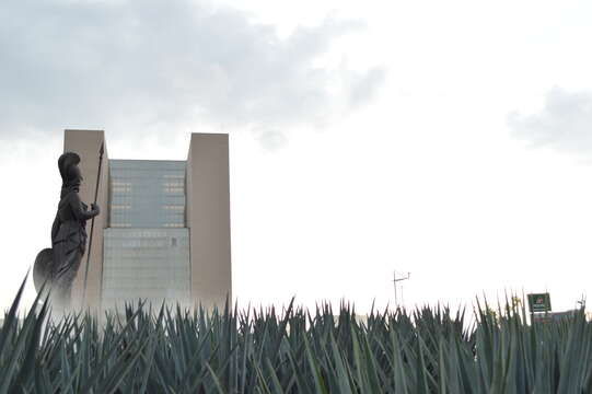 Image of tequila agave