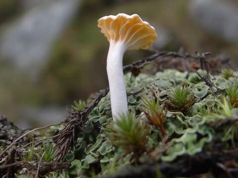 صورة Lichenomphalia umbellifera (L.) Redhead, Lutzoni, Moncalvo & Vilgalys 2002