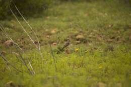 Image of Short-clawed Lark