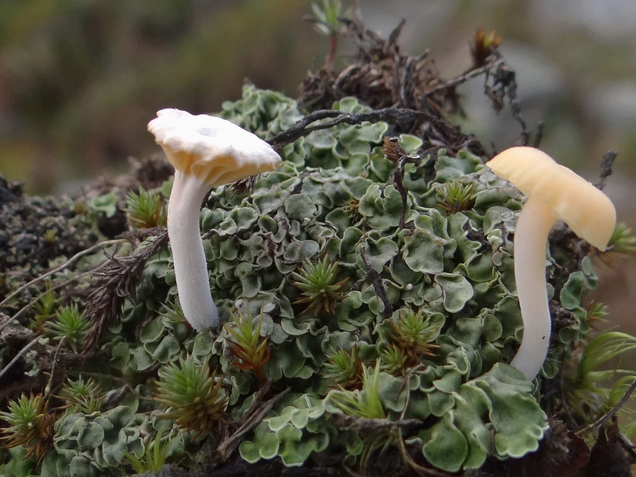 صورة Lichenomphalia umbellifera (L.) Redhead, Lutzoni, Moncalvo & Vilgalys 2002