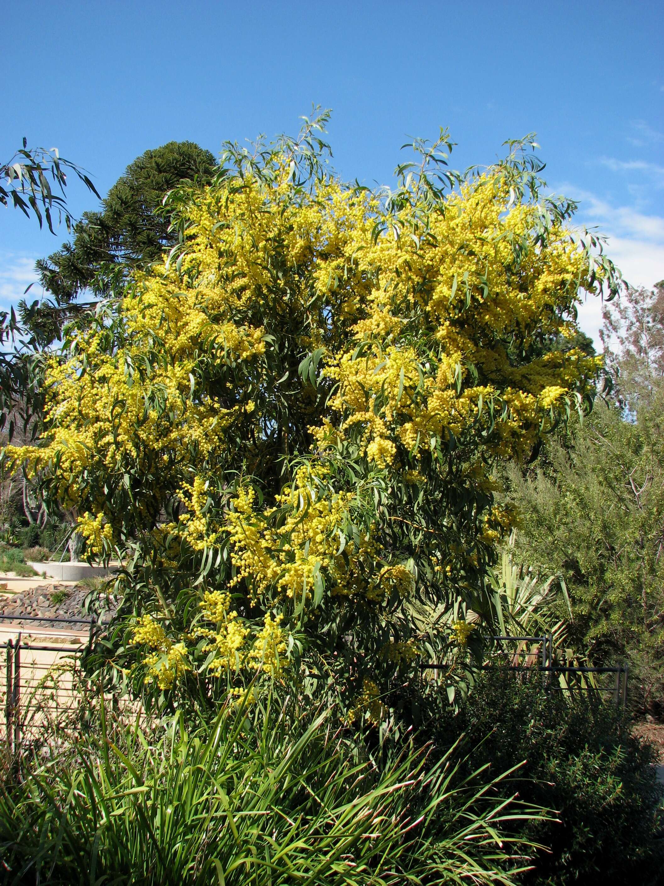 Sivun Acacia pycnantha Benth. kuva