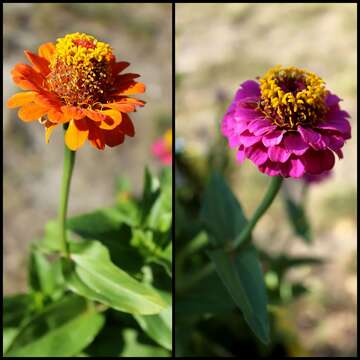 Image of ELEGANT ZINNIA