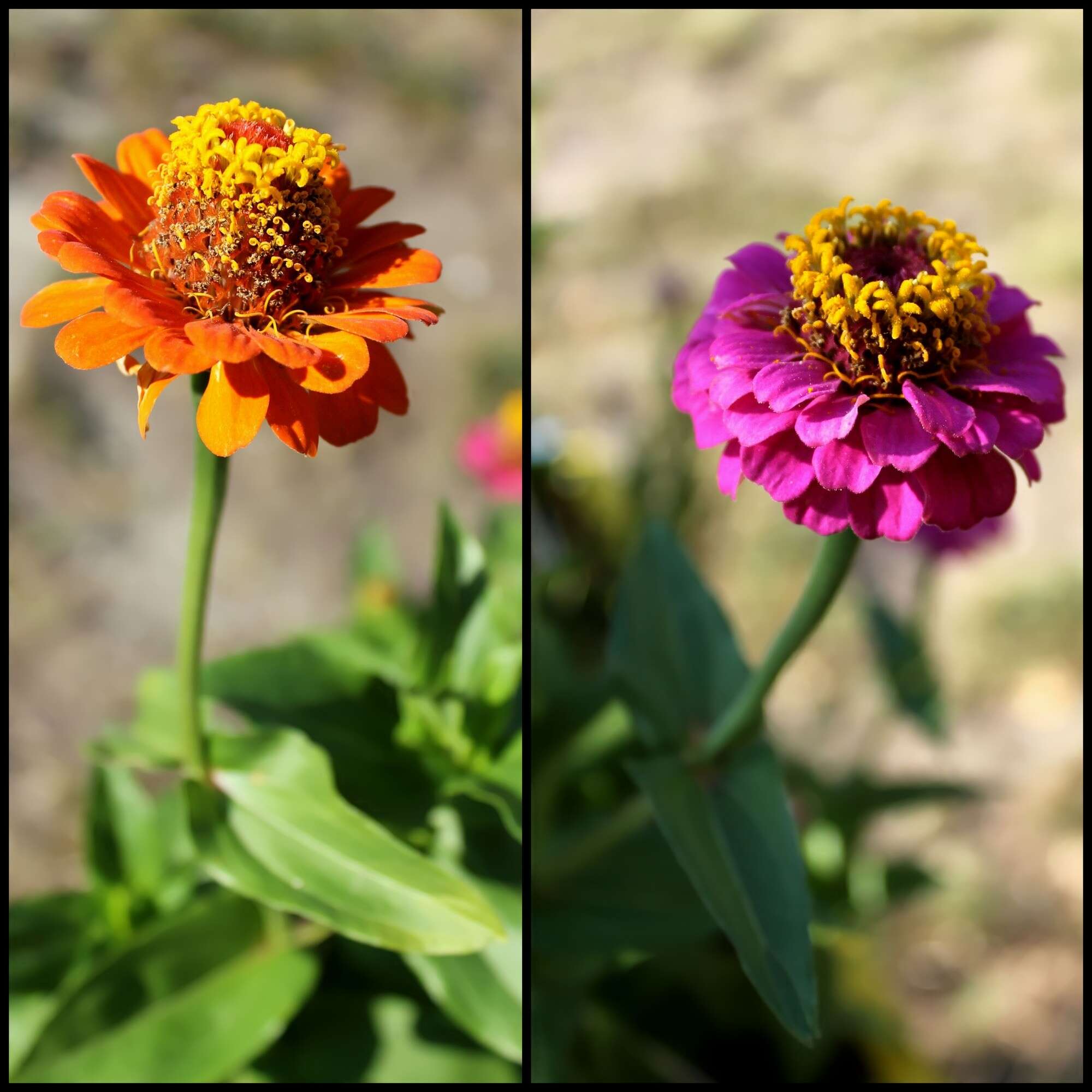 Imagem de Zinnia elegans Jacq.