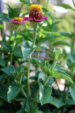 Image of ELEGANT ZINNIA