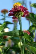 Image of ELEGANT ZINNIA