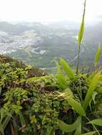 Image of Lehua Papa