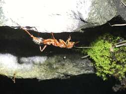 Image of Myrmecia brevinoda Forel 1910