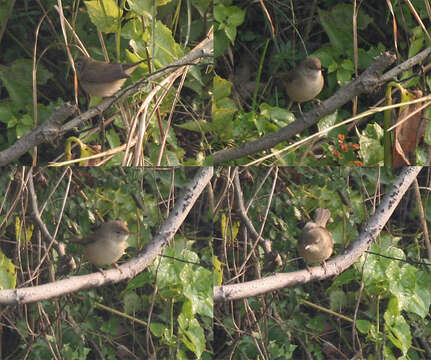 Image of Blunt-winged Warbler