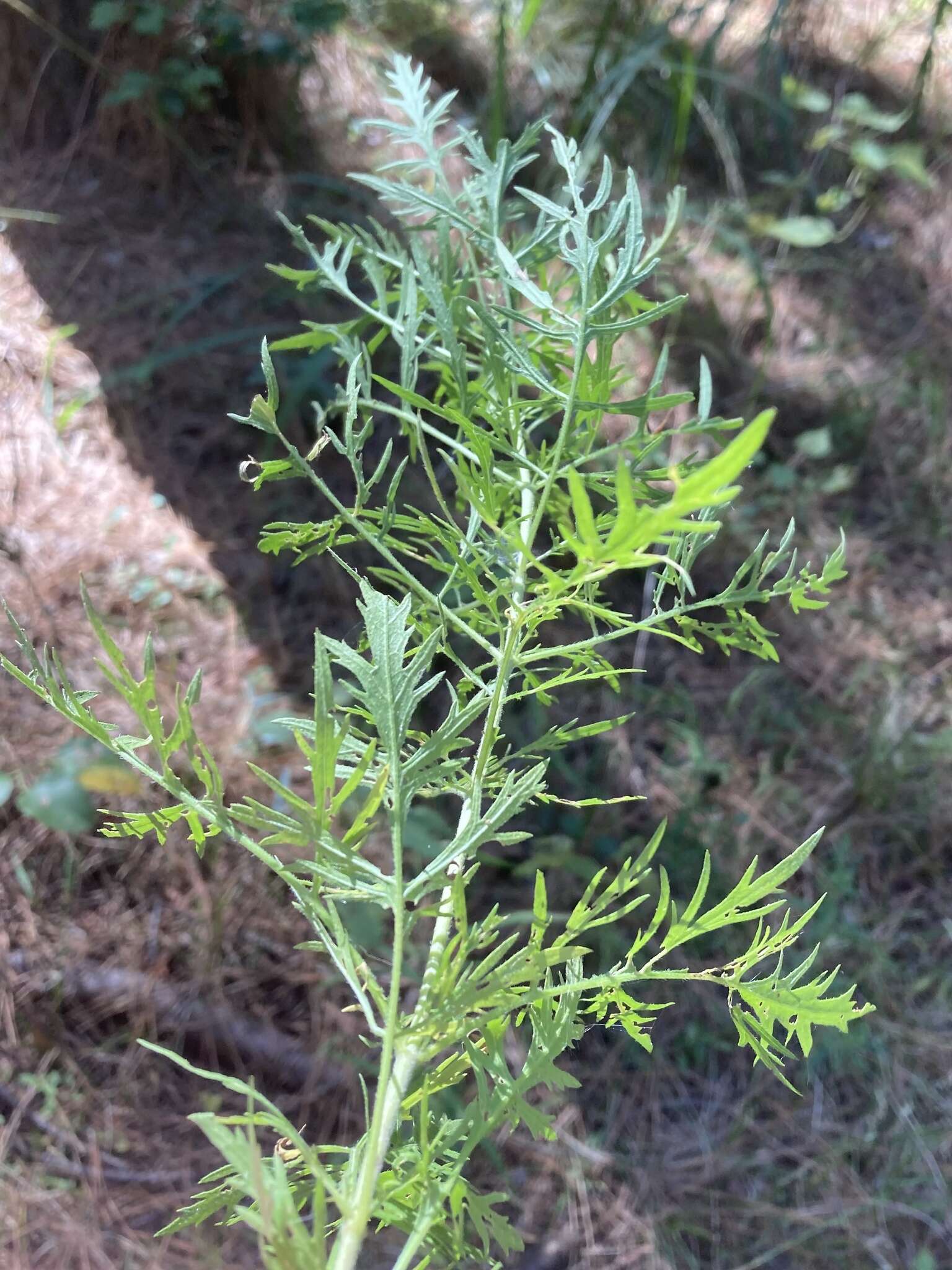 Image of thoroughwort