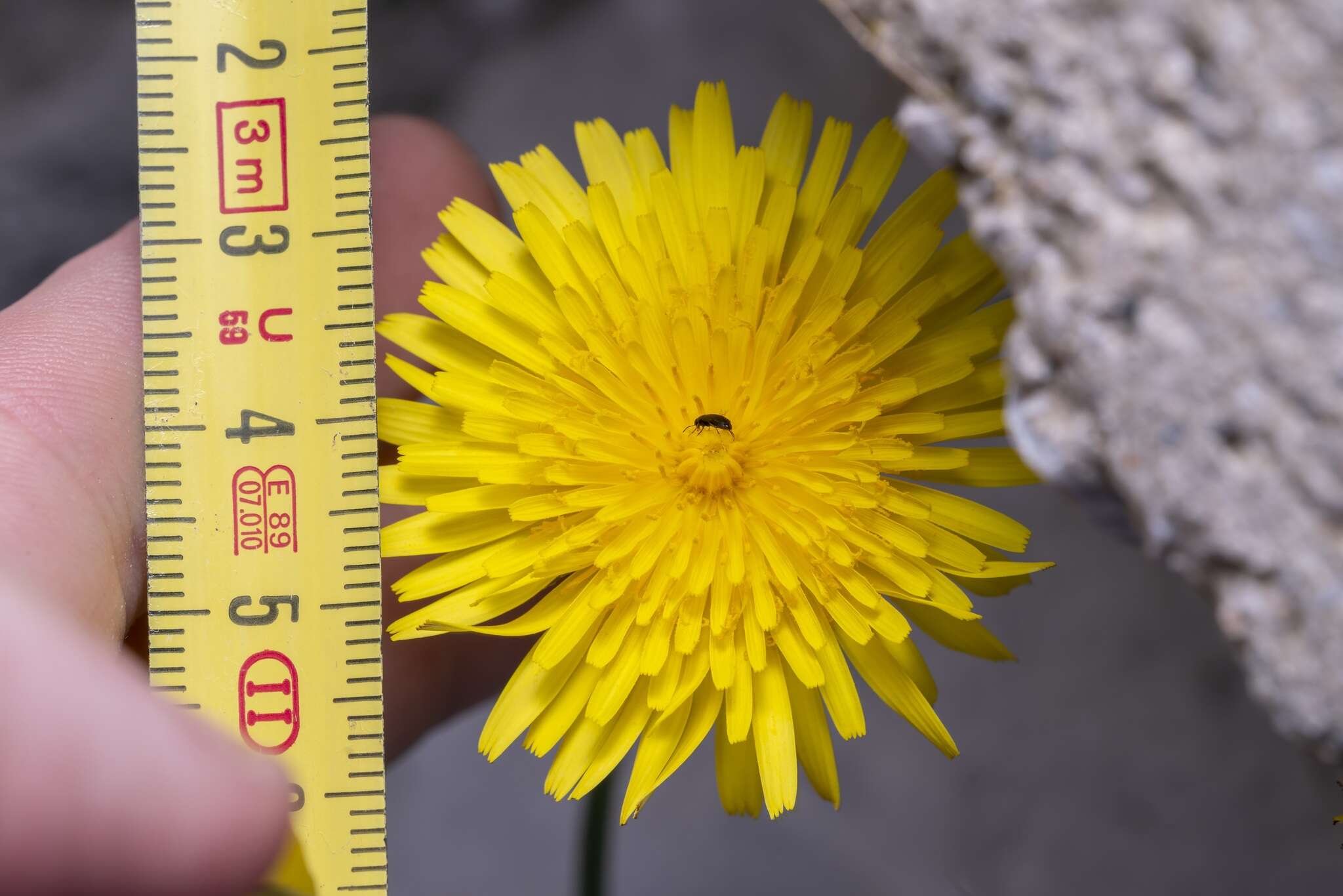 Image of Crepis commutata (Spreng.) W. Greuter