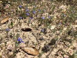 Imagem de Eriastrum virgatum (Benth.) Mason