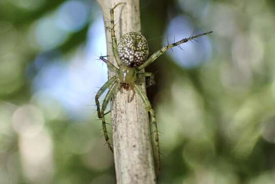 Image of Mangora maculata (Keyserling 1865)