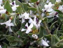 Image of Amphithalea micrantha (E. Mey.) Walp.