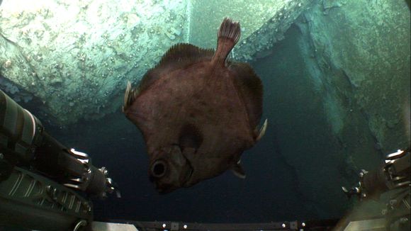 Image of warty dories