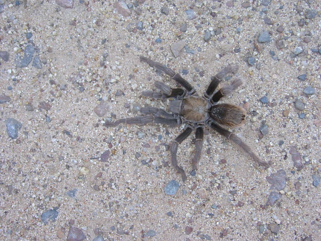 Image of Aphonopelma