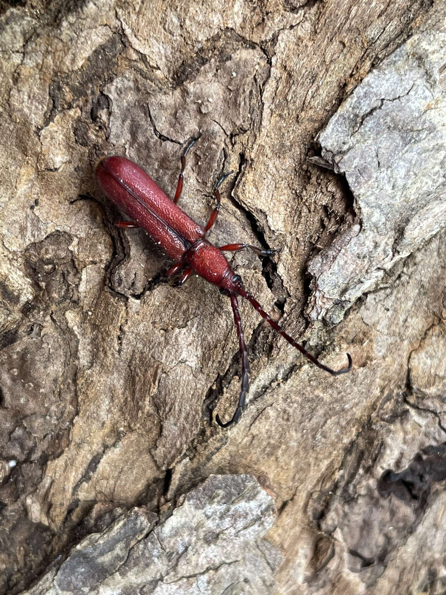 Слика од Pyrestes curticornis Pic 1923