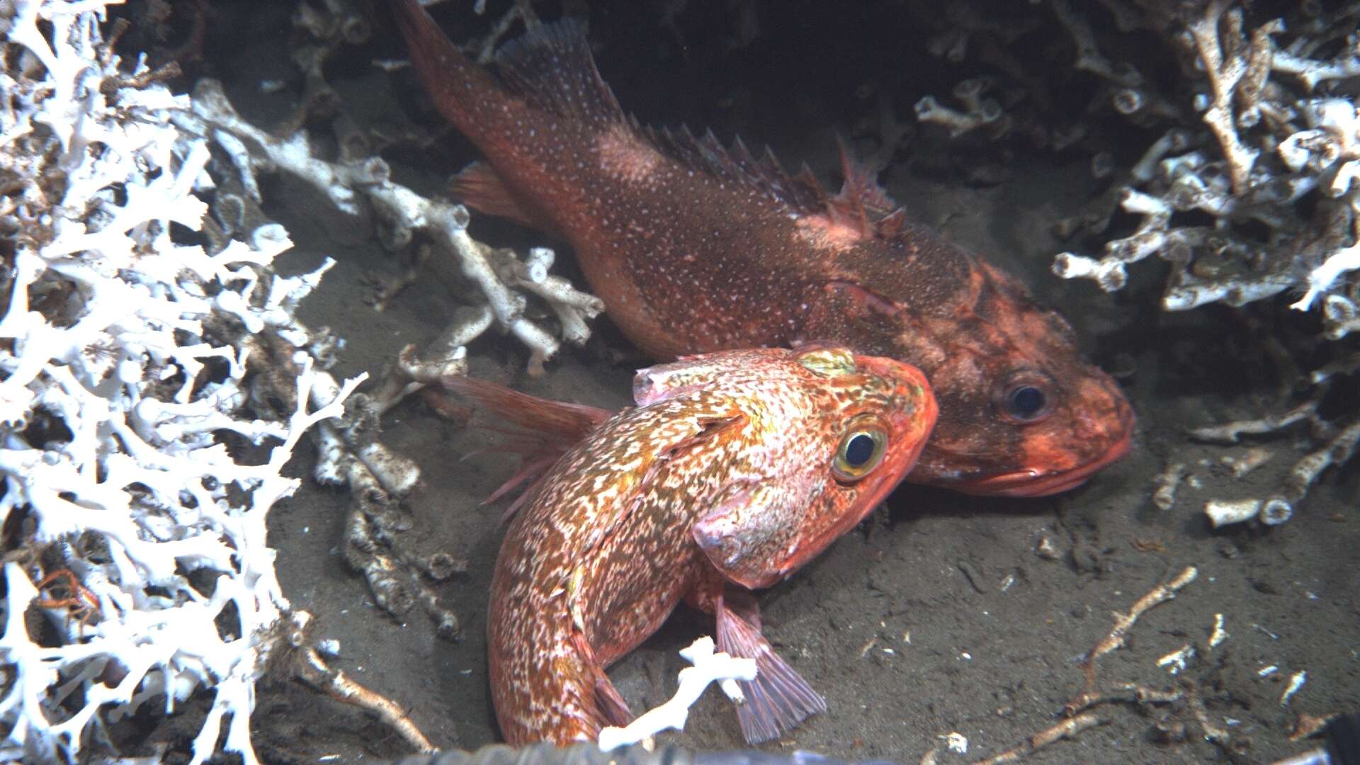 Image of Blackbelly Rosefish