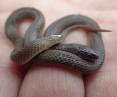 Image of Rough Earth Snake