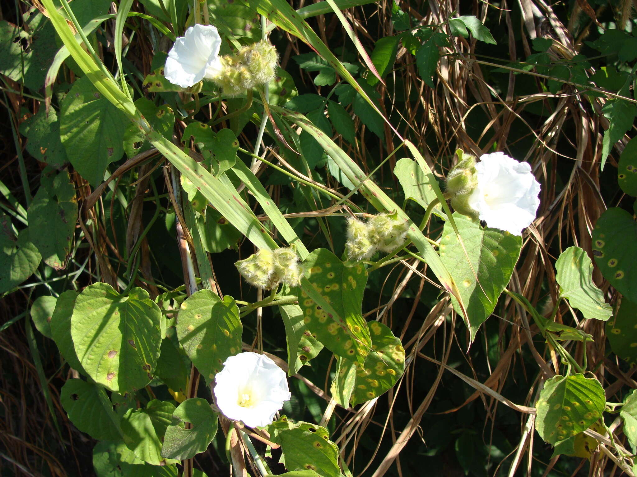 Imagem de Odonellia hirtiflora (M. Mart. & Gal.) K. Robertson