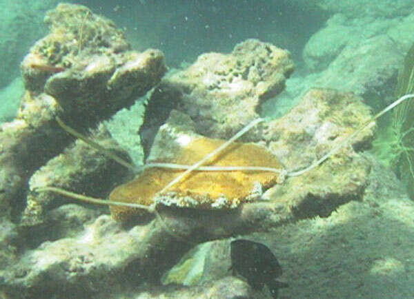 Image of Elkhorn Coral