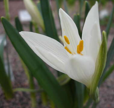 Слика од Sternbergia candida B. Mathew & T. Baytop