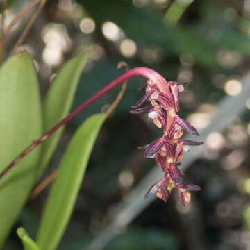 Image de Bulbophyllum alcicorne C. S. P. Parish & Rchb. fil.