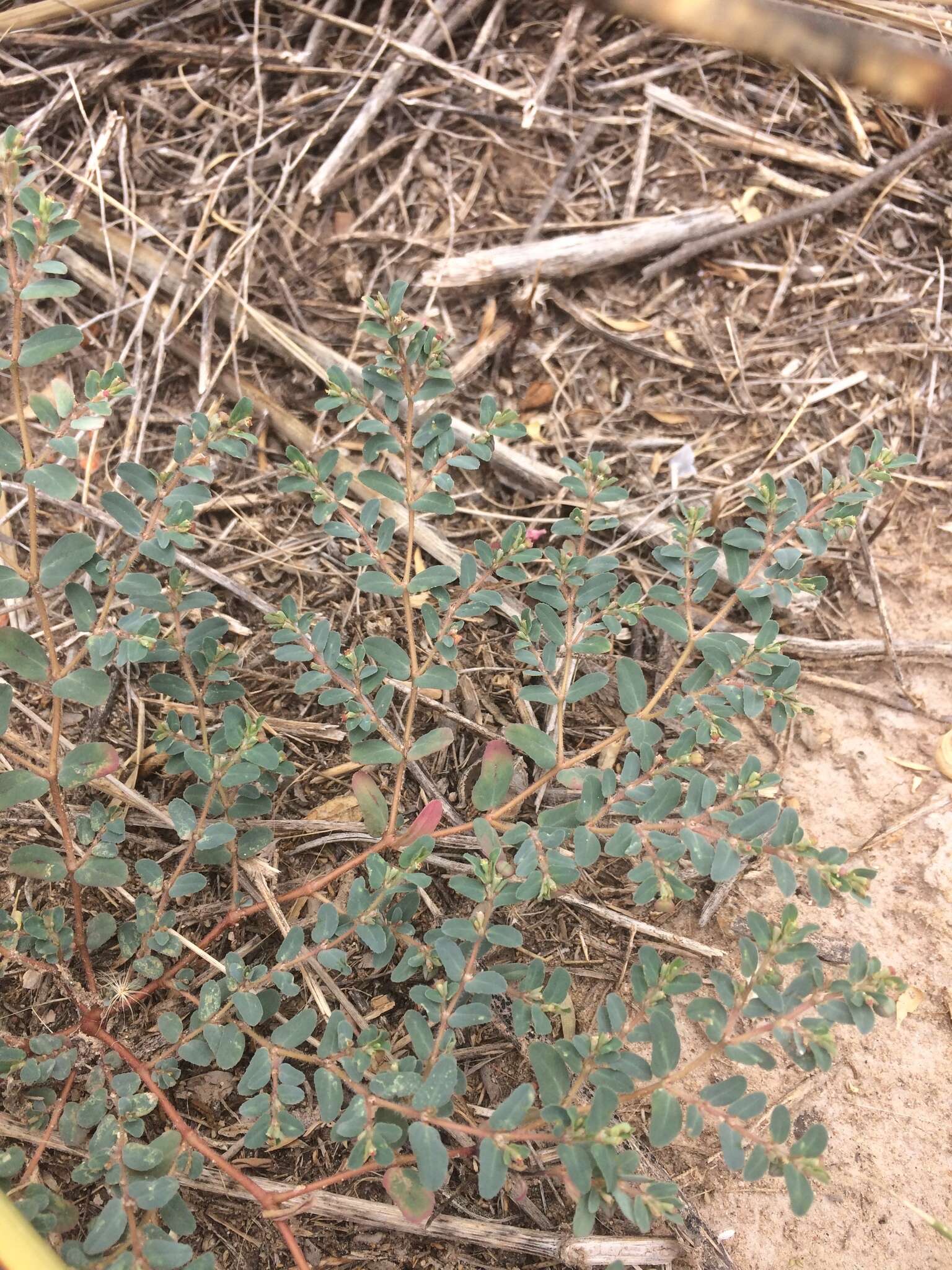 Image of sawtooth sandmat