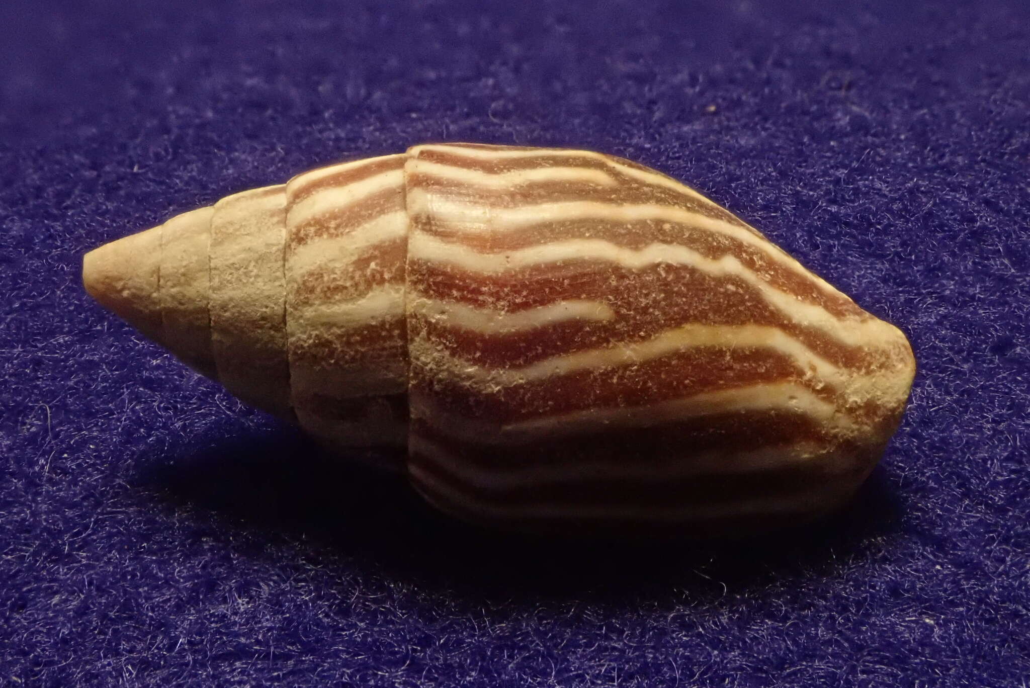 Image of Strigatella paupercula (Linnaeus 1758)