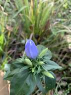 Imagem de Gentiana saponaria L.