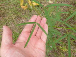 Image of lanceleaf rattlebox